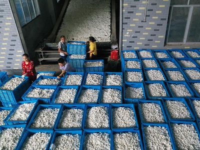 Di Gudang Ini, Kepompong Penghasil Sutra Dikumpulkan