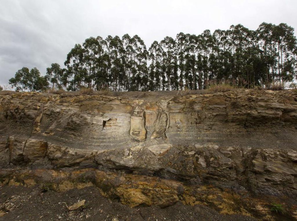 Penemuan Fosil Pohon 290 Juta Tahun Lalu, Jauh Sebelum Era Dinosaurus
