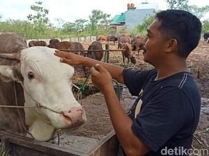 Pemkot Makassar Larang Penjualan Hewan Kurban di Jalan Protokol