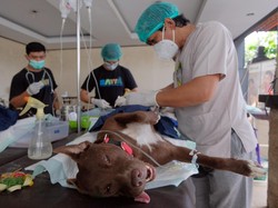 Bali Punya 2 Ribu Vial VAR Antisipasi Kasus Rabies Tinggi