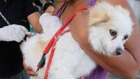 Ragam Ekspresi Hewan di Bali Saat Disuntik Vaksin Rabies