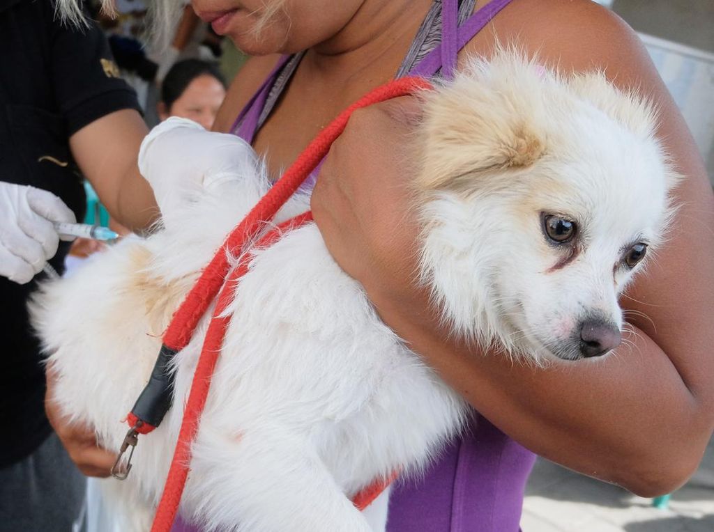 Antisipasi Rabies, Desa Diminta Buat Hukum Adat soal Melepasliarkan Anjing