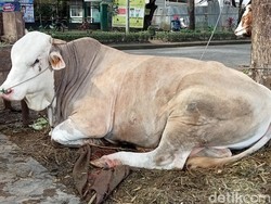 Mandi-Olahraga 2 Kali Sehari, Sapi Kurban 1,4 Ton Ini Laku Rp 120 Juta