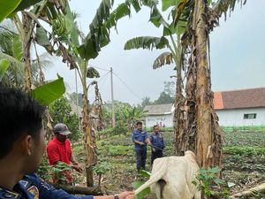 Sapi di Tangerang Seruduk Pemilik Lalu Lari 1 Km, BPBD Turun Tangan