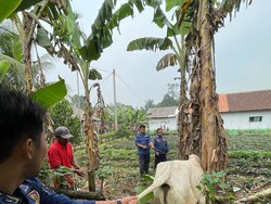 Sapi di Tangerang Seruduk Pemilik Lalu Lari 1 Km, BPBD Turun Tangan