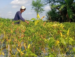 Harga Lagi Tinggi, Tanaman Cabai di Klaten Malah Rusak Kena Hama Patek