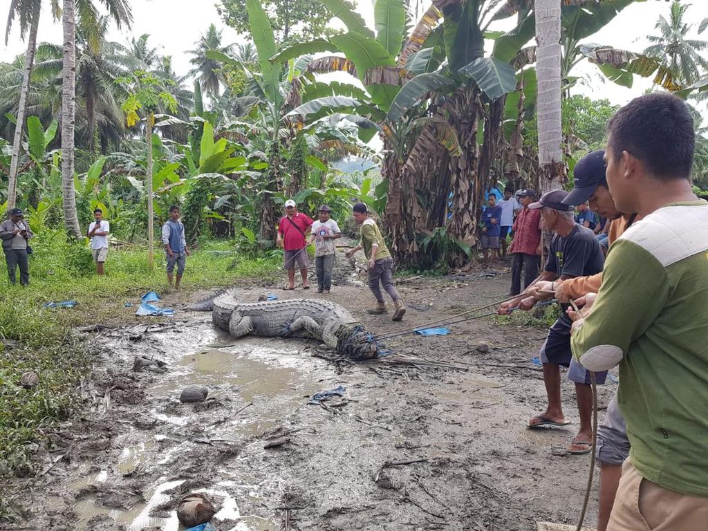 Detik-detik Buaya 4,3 Meter di Buton Nyelonong ke Dekat Pemukiman Ditangkap