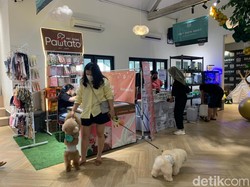 Medan Kini Punya Taman dan Hotel Khusus Anjing, Simak Keseruannya di Sini!