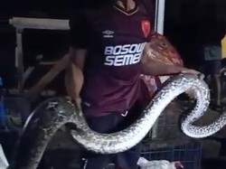 Lilit Kucing Sampai Mati, Piton 7 Meter di Enrekang Ditangkap Warga