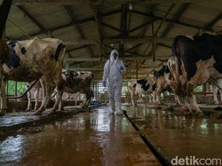 Kasus PMK Tembus 2.000 Ekor di Bantul, Pemkab: 6 Kapanewon Zona Merah