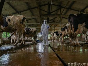 60 Kapanewon di DIY Zona Merah PMK, Pemda: Siaga Darurat! 60 Kapanewon di DIY Zona Merah PMK, Pemda: Siaga Darurat!