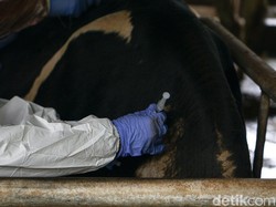 Virus PMK Masih Menginvasi Sapi di 185 Kecamatan di Jabar