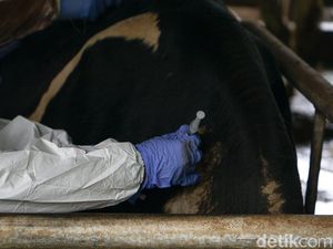 Virus PMK Masih Menginvasi Sapi di 185 Kecamatan di Jabar Virus PMK Masih Menginvasi Sapi di 185 Kecamatan di Jabar