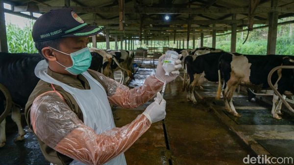 Vaksinasi PMK Perdana di Sleman