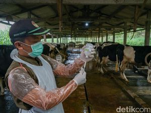 Vaksinasi PMK Perdana di Sleman