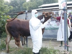 Bangkalan Dapat 2.500 Vaksin PMK, Tapi Tidak untuk Hewan Kurban