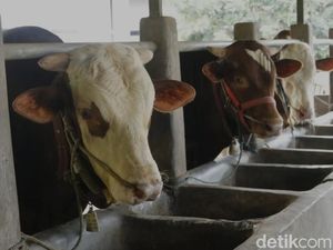 Jelang Idul Adha, Sapi-sapi Mulai Divaksinasi Jelang Idul Adha, Sapi-sapi Mulai Divaksinasi