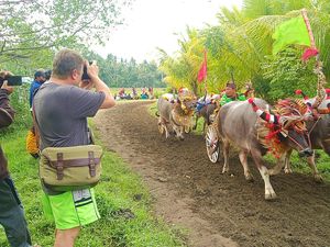 Makepung Kembali Digelar di Jembrana, Wisatawan Asing Antusias