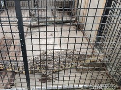 BKSDA Ciamis Rawat 3 Buaya dari Warga yang Nyerah