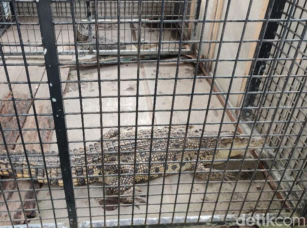 BKSDA Ciamis Rawat 3 Buaya dari Warga yang Nyerah BKSDA Ciamis Rawat 3 Buaya dari Warga yang Nyerah