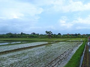 Menjelajah Ekowisata Subak Sembung, Bisa Jogging-Beli Sayur Segar
