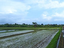 Menjelajah Ekowisata Subak Sembung, Bisa Jogging-Beli Sayur Segar