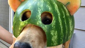 Bikin Gemas! Begini Kocaknya Anjing Pakai Helm Semangka