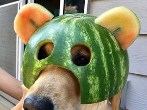 Bikin Gemas! Begini Kocaknya Anjing Pakai Helm Semangka Bikin Gemas! Begini Kocaknya Anjing Pakai Helm Semangka