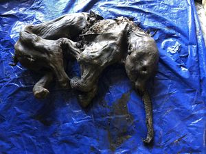 Mumi Bayi Mamut Utuh Ditemukan di Kanada!