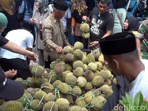 Petani di Polman Pesta 1.500 Biji Durian, Wujud Syukur Panen Melimpah