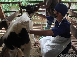 Sapi Perah di Surabaya Divaksin PMK, Produksi Susu Akan Sedikit Turun
