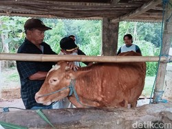 100 Sapi di Ngadirejo Kota Blitar Disuntik Vaksin Cegah PMK.