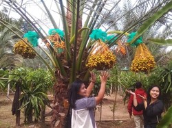 Asyiknya Wisata di Kebun Kurma Karo, Boleh Petik Langsung dari Pohon