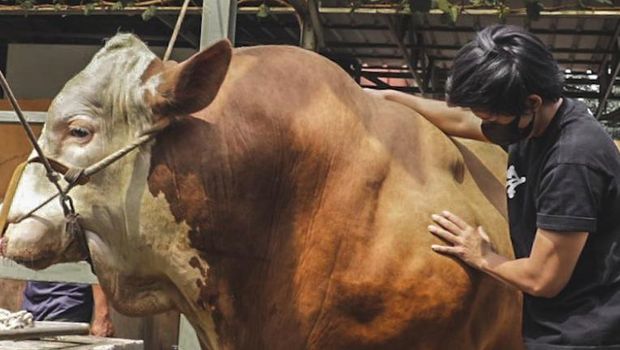 Atta Halilintar beli sapi megalodon