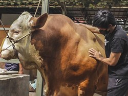 Harga Sapi Megalodon Milik Atta Halilintar