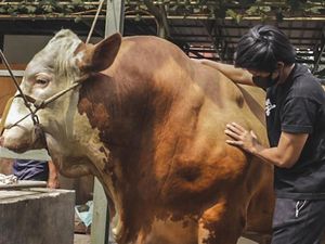 Harga Sapi Megalodon Milik Atta Halilintar Harga Sapi Megalodon Milik Atta Halilintar