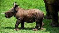 Potret Bayi Badak Putih Langka yang Lahir di Kuba, Gemas Banget!