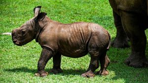 Potret Bayi Badak Putih Langka yang Lahir di Kuba, Gemas Banget!