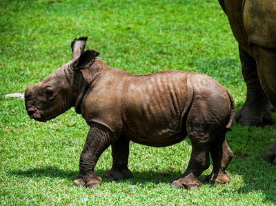 Potret Bayi Badak Putih Langka yang Lahir di Kuba, Gemas Banget!