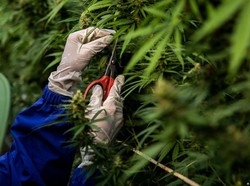 PBB: Legalisasi dan Lockdown COVID-19 Tingkatkan Penggunaan Ganja