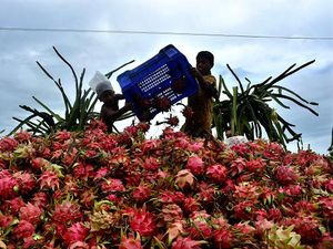 Eksotis Budi Daya Buah Naga di Perbukitan Bangladesh