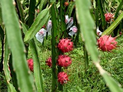Apakah Buah Naga Bisa Atasi Hipertensi? Ini Hasil Penelitiannya