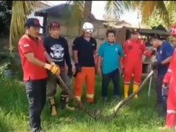 Damkar Tanjungbalai Evakuasi Ular Sanca yang Mangsa Unggas Warga