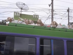 Hindari Satgas PMK, Hewan Ternak di Asahan Dibawa Pakai Bus