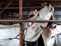 1.932 Hewan Ternak di Jabar Terpapar Virus PMK