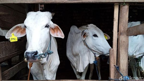 Sapi Perah di Sukabumi Disuntik Vaksin PMK, Begini Prosesnya