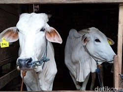 Saat Ternak di Ibu Kota Terdeteksi Kena PMK Jelang Idul Adha