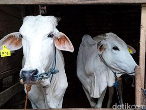 Pusat Veteriner Farma Surabaya Tengah Kembangkan Vaksin PMK Pusat Veteriner Farma Surabaya Tengah Kembangkan Vaksin PMK
