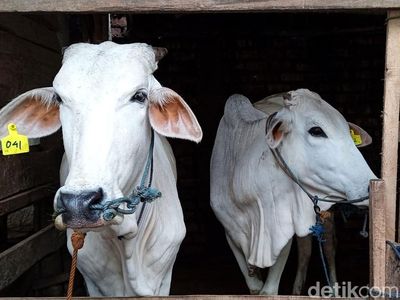 Sapi Perah di Sukabumi Disuntik Vaksin PMK, Begini Prosesnya
