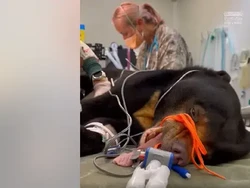 Kisah Jamran dan Bopha, 2 Beruang Madu yang Selamat dari Perdagangan Ilegal